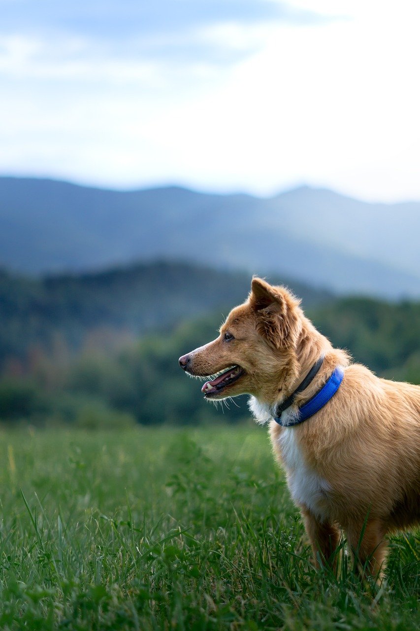 dog, mountain, forest