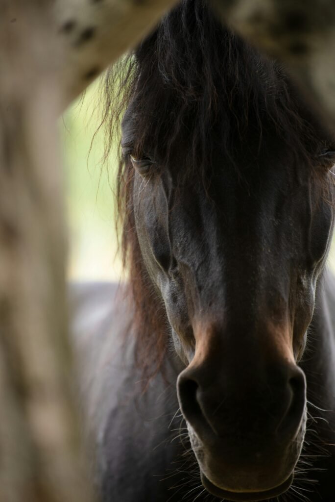 pexels-photo-11404325-11404325 Intimate close-up portrait of a dark horse through a tree opening.